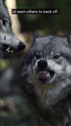 Wolves talk with their teeth