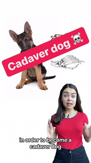 The Incredible Abilities of Cadaver Dogs