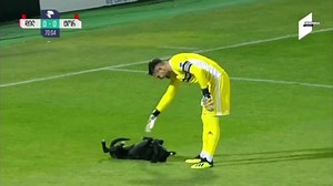 Dog pitch invader disrupts top tier game in Georgia