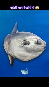 Ocean Sunfish 😨 #fbreel #facts #ocean #sunfish #fact | RBR Fact