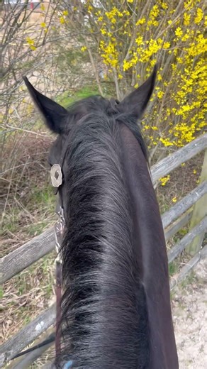 Done with training and Kahlua examines the fence😅❤️