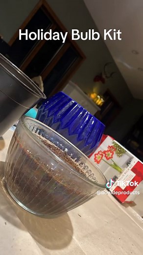Holiday Amaryllis kit time! Ensure your bulb grows by adding a little ... | TikTok