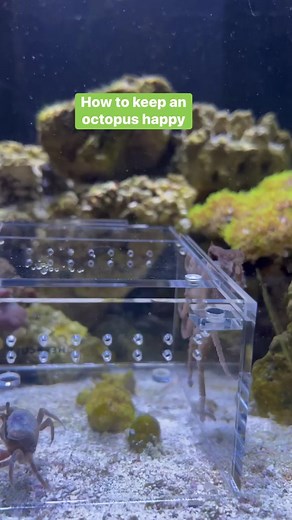 Mastering the Care of Octopuses: Tips and Tricks