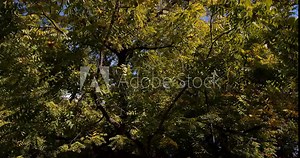 Fast-paced stop-motion footage approaching a thick tree, circling around it before pulling away. Ideal for nature-themed projects.