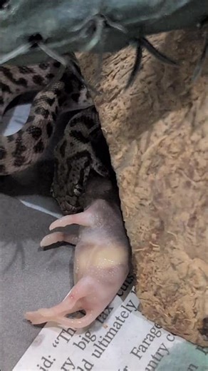 Norman, the Banded Pygmy Python