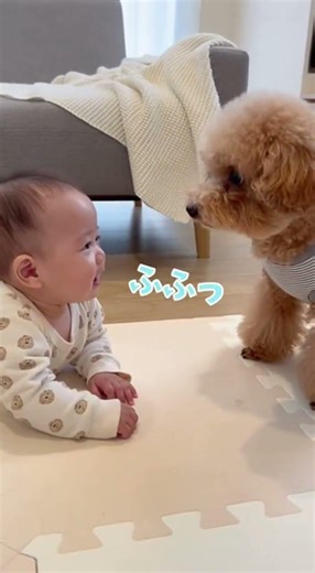威勢がいいのも最初だけ笑赤ちゃんも笑っちゃって #赤ちゃん #cute #pets
