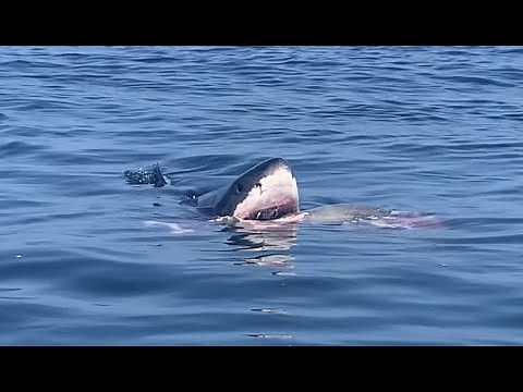 15 FOOT GREAT WHITE FEASTS ON HUGE ELEPHANT SEAL