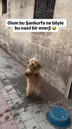 Şanlıurfa Halay Şevko Dansı