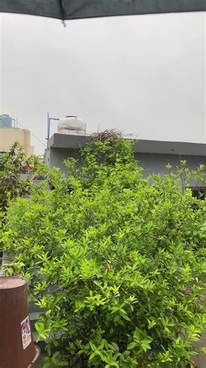 Relaxing Rain View 🌧️ | Beautiful Nature Rainfall | Viral World Rain Vibes#youtubeshorts