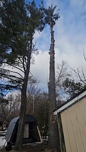Massive White Pine Removal done by your local Arborist! Great collaboration with BlackBay Sawmill! #treework #treeclimbing #tree #trees #treeclimber #arborist #crazy #sawmill | Arborist Evergreen