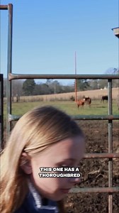 558 reactions · 5 comments | Choosing a Horse | Horse Plus Happenings | #horseplushumanesociety #horses #horserescue Check out the full video below ↓ https://youtu.be/UWD2xKm8j0E | Horse Plus Humane Society | Facebook