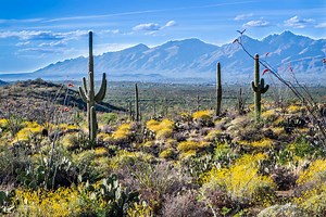 Top 10 Attractions & Things To Do in Tucson TODAY