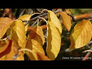 Autumn Leaves Falling From Tree | Beautiful Autumn Season Video