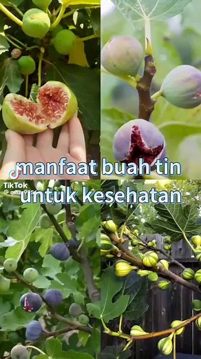 abdul aziz (@abdul.aziz7921)’s videos with original sound - abdul aziz