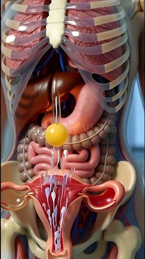 From Egg to Life | Human Fertilization Explained in 3D