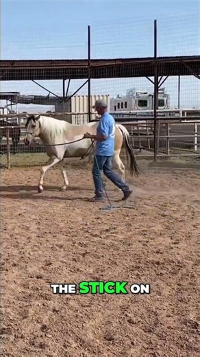 Desensitization Training: Reactivity Test with a Stick