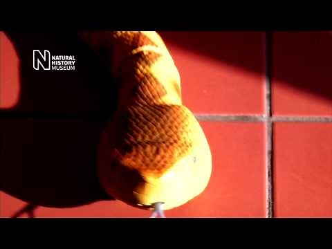 Radio Controlled Rattlesnake from The Natural History Museum [HD]