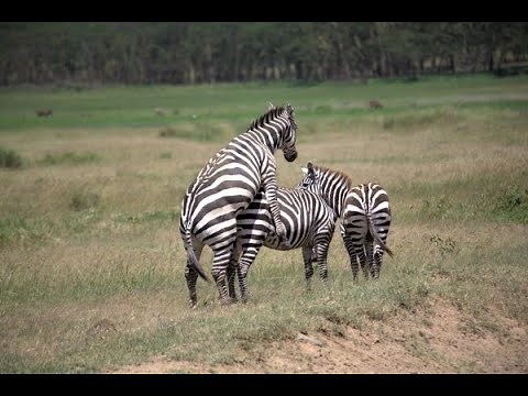 Animal Selvagens Se acasalando