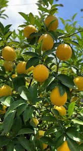Don’t throw away your branches anymore: turn them into a lemon tree today | Organic home Tricks