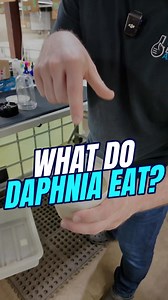 You may know many fish thrive off of eating Daphnia, but if you want to start a colony at home you may be wondering - what do the daphnia eat? Daphnia 👉https://bit.ly/4340GKj Food for Daphnia 👉 https://bit.ly/3SnbTk9 Other Helpful Links: 👨‍👩‍👧‍👦 Unlock exclusive content & perks — Join the Aquarium Club! Join here 👉 https://bit.ly/3GB7HHR 👾 Join our Flip Fam on Discord — chat, learn, and connect with our community! Hop in here 👉 https://discord.gg/NTcvt5YuYH 📺 Subscribe to follow the jo