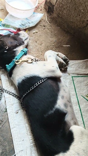 Areca plates making machine #marichmanshahi #food #funny