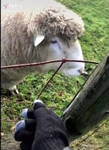 Behh #sheep #scary #nightmare #meme #notmine