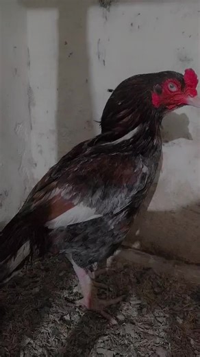 CHAODHARY:001 (@chaodhary.001)’s videos with original sound - Atif Choudhry.