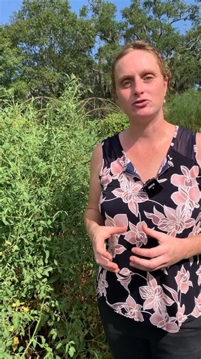 23K views · 364 reactions | How to Identify and Control Leaf-Footed Bugs in Your Garden with LSU AgCenter horticulturist Anna Timmerman. #Insects #Reels | LSU AgCenter | Facebook