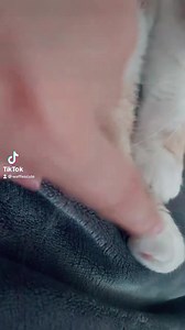 Do you boop the toe beans on your fluffer ? | Waffles the Cat