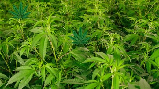 37-pound marijuana seizure in Belgrade raises questions about Montana’s black market