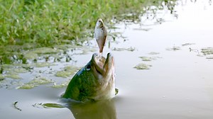 These are highly trained largemouth bass! #trained #fish #bass #fishing #pond #pet | BlacktipH