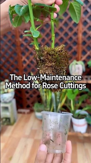 The Low-Maintenance Method for Rose Cuttings