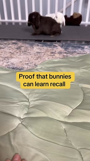 Bunnies are very smart and trainable. They can learn basic commands and even tricks! We’re still working on the tricks though! 😂 ##bunnytraining##petbunny##petrabbit | Buttercup the Tripod Bunny