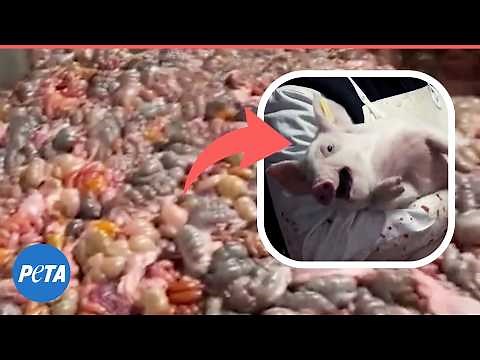 What the Inside of a Slaughterhouse REALLY Looks Like