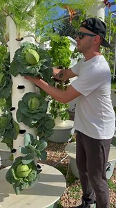 Harvesting aeroponic cabbage & lettuce from our Tower Gardens #towergarden #aeroponics #cabbage #verticalfarming #hydroponics #farmtotable #lettuce #gardening #potager #agriculture #farming #allotment #vegetablegatden #brassica