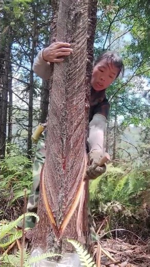Unique Tree Tapping Method