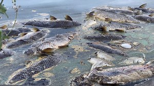 Officials investigate after dead fish turn up in Stockton lake