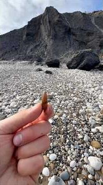 We opened up GIANT stones to reveal Golden fossils on the beach 🦑⚒️