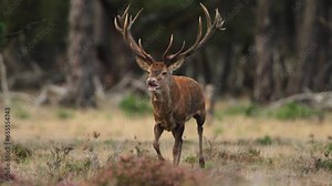 Male red Deer during rutting season establishing dominance in his habitat at forest