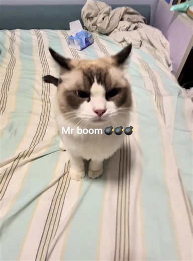 Why Cats Make the Best Voice Actors