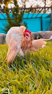 Kaikaiba Yung Tayo nya, ngaun lang Ako nakakita Ng ganito #jodithdannychannel #seramachicken | Jodith & Danny Channel