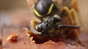 A close-up of an European wasp eating an apple during a hot summer day in Estonia.
