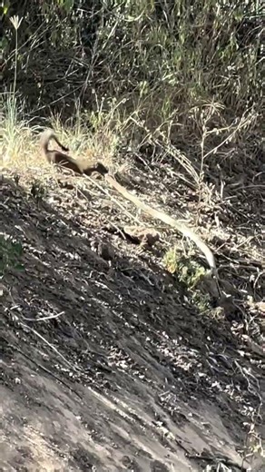Mongoose hunted a Snake Rare Sighting at Lake Nakuru | #snake #mongoose #shorts