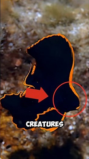 Top 3 Weirdest Rarest Fish You Won't Believe Exist!😱 #rarefish #shorts #amazinganimals