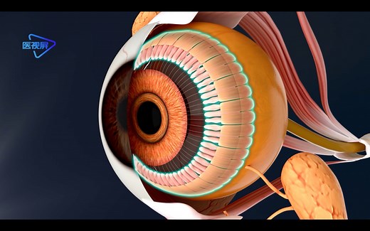 【人体解剖】：超级震撼！一双多么美妙的眼睛“角膜 巩膜 虹膜”