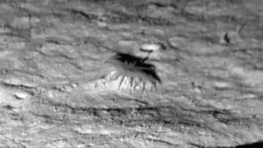 Underwater camera captures elusive tentacled creature 3 miles below ocean surface