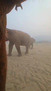 162K views · 10K reactions | There's so much going on when elephants...