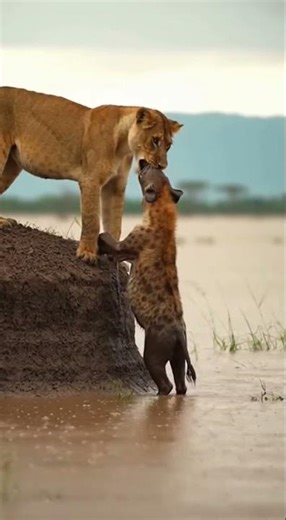 Lioness Rescues Hyena ✈️ #pet #funnycat