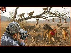 How Hunters Fight Back Against Hundreds of Ferocious Baboons In The Africa | Invasive Species