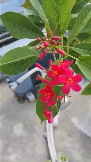 Jatropha Growth #jatropha #plantscutting #pruning #plantspruning #gardeningwithgaurav #gardening